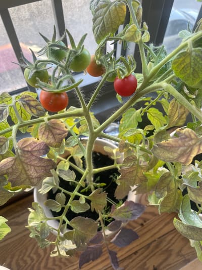 A close-up, top-down shot shows a small tomato plant with developing fruit and leaves. The plant is potted in a white container and sits on a wooden surface, possibly a table or windowsill. A window is visible in the background, suggesting the plant is indoors near natural light. The leaves display a mix of green and purplish-brown hues, with some showing signs of discoloration or wilting. Several small, green tomatoes are clustered together on a vine, while a few have begun to ripen into a bright red color. The plant's stems are fuzzy and covered in fine hairs. The lighting suggests it is daytime, with sunlight filtering through the window. No people or text are visible in the image. The location is contextually identified as Vnukovo, Russia.