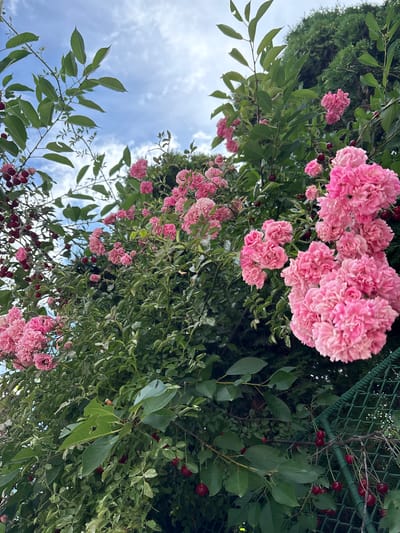 A low-angle, close-up shot captures a vibrant scene of nature. Clusters of delicate pink roses, with their intricate layers of petals, are the prominent subjects, appearing in full bloom against a backdrop of lush green foliage. Interspersed among the roses and leaves are numerous dark red cherries, hinting at a fruitful harvest. The scene is further enriched by the soft blue sky with scattered white clouds visible in the upper left portion of the frame, suggesting a pleasant daytime weather. A green mesh fence runs along the top right, indicating an outdoor setting, possibly a garden or an orchard. The image is composed to emphasize the textures and colors of the flora, with the light suggesting it's daytime, likely sunny given the brightness of the sky. The overall mood is one of natural beauty and abundance.