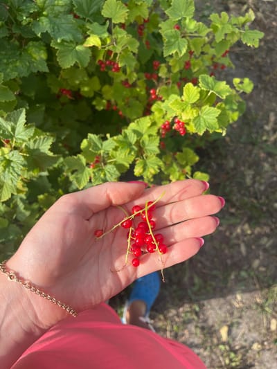 The image shows a person's hand holding a small cluster of red currants. The hand has bright pink nail polish and is adorned with a delicate gold chain bracelet. The red currants are bright red and appear ripe. They are on a thin stem, with a few small leaves attached. In the background, a red currant bush is visible, laden with more berries and green leaves. The setting appears to be outdoors, possibly a garden, with dry earth and some greenery in the background. The lighting suggests it is daytime, with sunlight casting subtle shadows. The person is wearing a bright pink garment, which adds a vibrant contrast to the natural colors of the berries and leaves. The overall mood is one of simple enjoyment of nature's bounty, likely during the summer or early autumn harvest season. There is no visible text in the image. The location context is Kovriga, Russia.