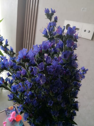 A close-up, vertically oriented shot captures a bouquet of vibrant blue flowers, likely Viper's Bugloss (Echium vulgare), arranged in a container. The flowers are densely packed, with numerous small, trumpet-shaped blooms and delicate, protruding stamens in shades of pink and purple. The greenery of the stems and leaves is dark and lush, providing a stark contrast to the bright blue of the petals. In the background, a textured light gray wall is visible, with a white electrical outlet featuring two circular sockets. To the left of the flowers, a portion of a white radiator with vertical slats is present, suggesting an indoor setting. A small pink figurine, possibly a toy, and an orange decorative element are partially visible in the lower left corner. The overall impression is one of natural beauty brought indoors, with the detailed texture of the flowers being the primary focus. The scene appears to be in an apartment in Trubacheyevka, Russia, as per the provided context.