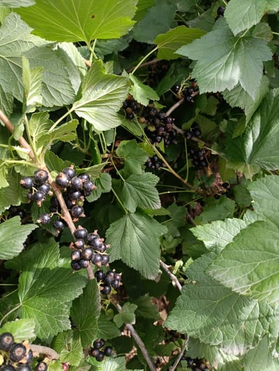 A close-up, vertical shot captures a black currant bush in the rural environment of Kyzyl Suu, Kyrgyzstan. The image is filled with abundant green leaves, some of which are backlit by sunlight, creating a textured appearance. Clusters of ripe black currants are visible throughout the foliage, attached to thin branches. The ground beneath the bush is not clearly visible, suggesting a natural, outdoor setting. There are no people or animals present in the frame.