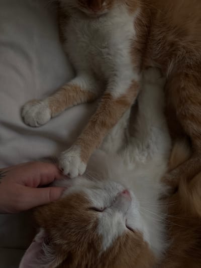 A hand is gently petting an orange and white cat that is lying on its back. The cat's eyes are closed, and its pink nose is visible. The cat's paws are resting on the light-colored surface, which appears to be a blanket or bed. The background is dark and out of focus. The image does not contain information that would allow for determining the location in the city of Zheleznogorsk, Russia.