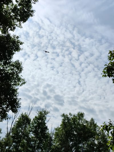 The image captures a view of a cloudy sky from beneath a canopy of green trees. In the upper portion of the frame, a solitary bird is silhouetted against the sky as it soars through the air. The clouds are scattered and appear textured, with varying densities creating a dynamic pattern. The trees, predominantly green with dark foliage, frame the sky from the left and right edges, as well as the bottom of the image. Some bare branches are also visible among the foliage. The lighting suggests it is daytime, but the cloud cover diffuses the sunlight. There are no identifiable people or structures from the city of Райков, Russia visible in this specific frame.