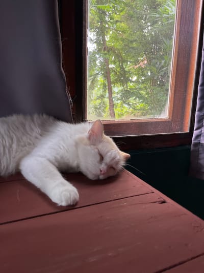 A white cat with light orange markings on its head is sleeping on a reddish-brown wooden surface. The cat is positioned on the left side of the frame, with its body stretched out and its head resting on its paws. To the right of the cat, a window with a screen is visible, revealing lush green foliage and trees outside. The window frame appears to be made of dark wood. A grey curtain is drawn on the far left of the image, and another partially visible curtain is on the far right. The scene appears to be indoors, possibly in a home or guesthouse, given the presence of the cat and the window view of greenery. The lighting suggests it is daytime, with sunlight filtering through the leaves outside. The overall impression is one of a peaceful, serene moment. The location is identified as Pai, Thailand, known for its natural beauty and relaxed atmosphere.