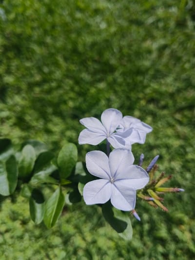 Two pale blue flowers with five petals each are in sharp focus, with delicate veins visible on the petals. Lush green leaves are positioned to the left of the flowers. The unfocused backdrop shows green grass, with subtle variations in tone suggesting sunlight and shadow. Several unopened buds and bracts are present near the flowers, adding textural detail. The image is well-lit, creating a sense of freshness and natural beauty.