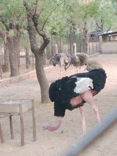 The image depicts an outdoor ostrich enclosure in Gandu Albasa, Nigeria. Four ostriches are visible on light brown, sandy ground. In the immediate foreground, a large ostrich with black body feathers, white wing and tail feathers, a light brown head, and a pink neck and legs is positioned with its head extended downwards towards the ground. Behind it, in the mid-ground, three additional ostriches stand; two are predominantly grey-brown in color, one with its head erect, the other with its head lowered, and a fourth partially obscured. To the lower-left of the foreground ostrich, an empty wooden feeding trough supported by wooden legs is present. The enclosure is defined by a metal fence in the background, and several trees with green foliage and dark trunks are distributed throughout the scene.