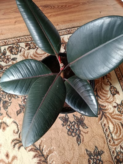 The image shows a close-up, top-down view of a dark-leaved rubber plant in a black pot. The plant has several large, glossy, oval-shaped leaves with prominent red veins. The leaves are arranged in a circular pattern around a central stem, which also appears to have red coloration. The plant is situated on a rug with a detailed, traditional pattern in shades of brown, beige, and cream, featuring floral motifs. To the left of the rug, a wooden floor with visible grain is present. The lighting suggests it is daytime, with no specific weather conditions indicated. The setting appears to be indoors, likely a home environment in Chetroșica Veche, Moldova, given the provided location context. No people or text are visible in the image. The focus is entirely on the plant and its immediate surroundings.