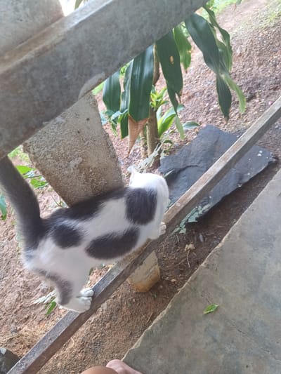 A medium shot depicts a gray and white cat walking on a gray metal bar. The cat is positioned at the left of the frame with its back toward the viewer. Part of a concrete pillar is visible on the left. Behind the bar is a gray rock. Green tropical plants are in the background. The scene is in Ban Tak Daet, Thailand.