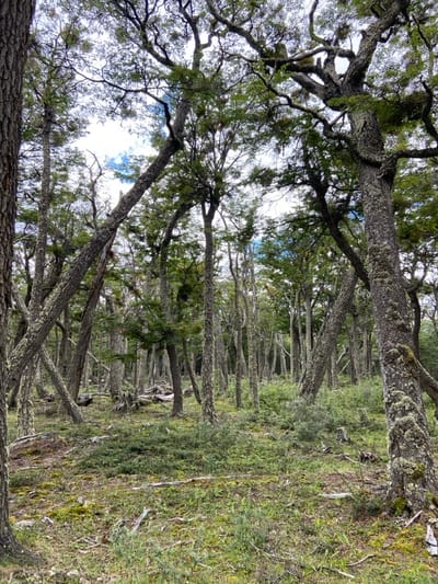 A forest scene is depicted with tall, slender trees reaching skyward. Their branches intertwine, forming a dense canopy that allows glimpses of a bright sky. The tree trunks are covered in a textured bark, possibly adorned with moss or lichen. Below, the ground is covered in a thick layer of vegetation, varying from green grass to denser shrubbery. The overall atmosphere is one of natural beauty.