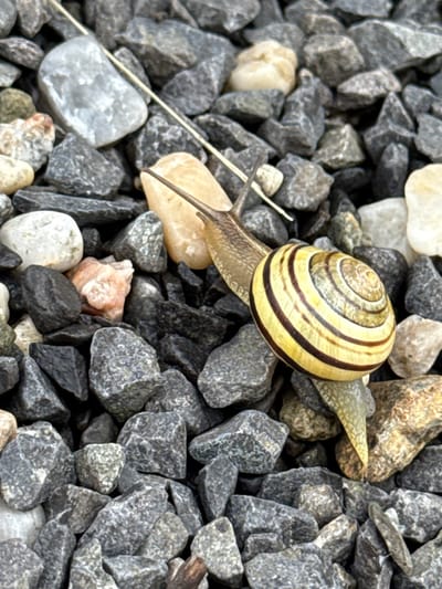 A garden snail with a yellow shell marked by dark brown bands slowly moves across a surface covered with gravel and small rocks. The gravel consists of various shades of gray, with some lighter-colored stones interspersed. A thin, dry blade of grass or plant stem runs diagonally from the lower left to the upper right of the frame, passing behind the snail. The lighting suggests it is daytime, possibly with diffused sunlight as there are no harsh shadows. The image captures a close-up view of the snail and its immediate surroundings, highlighting the textures of the shell, the snail's body, and the rocky ground. The setting appears to be an outdoor area, likely a garden or pathway in Lauchhammer, Germany. No people are visible, and no text is present in the image. The overall mood is one of quiet observation of nature.