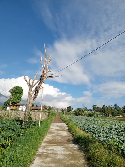 A daytime shot depicts a concrete path extending into a rural landscape under a partly cloudy sky. The path is flanked by grass and vegetation on both sides, leading towards a background with scattered buildings and trees. A bare tree is positioned to the left of the path, with a utility wire stretching across the upper right portion of the image. The landscape includes fields of crops. The location is identified as Kudawa, Sri Lanka, although specific details confirming this location are not visually apparent.