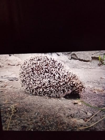 The image shows a hedgehog curled into a ball on the ground. The hedgehog has sharp quills that are black and white. The ground is made of dirt and rocks. There are some dry leaves and twigs on the ground. In the background, there are some large rocks and a small green plant. There are no people or buildings visible in the image. The image appears to have been taken outdoors in a natural setting. There is no information available in the image to indicate its location in the city of Syasstroy, Russia.