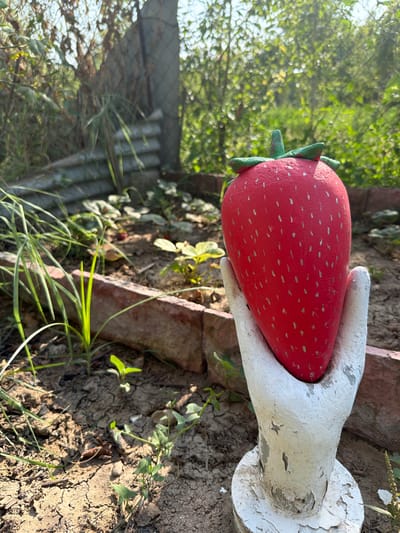 In Balakənd, Azerbaijan, a ceramic strawberry ornament rests in a white, plaster-casted hand, which is mounted on a circular base. The strawberry is bright red with small, light-colored seeds. The hand and base show signs of wear, with peeling paint. The ornament is situated in a garden with dry, cracked soil. A low, red brick border surrounds the garden bed. Various plants, including thin green blades of grass, young seedlings, and leafy green vines, are visible. In the background, a weathered metal fence and dense foliage create a natural backdrop. The sunlight casts shadows, indicating an outdoor setting.