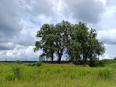 The image depicts a natural landscape under a cloudy sky. In the foreground, a field of tall green grass and various plants stretches across the scene, with some of the grass appearing dry and lighter in color. In the middle ground, a cluster of large, mature trees with dense green foliage dominates the composition. These trees appear to be hosts to numerous mistletoe clumps, visible as spherical masses within their branches. The background consists of a distant tree line and a broad, overcast sky filled with large, textured clouds. There are no people or man-made structures readily apparent in the image, suggesting a rural or natural environment. The lighting indicates it is daytime, with the clouds diffusing the sunlight. The overall scene is one of a tranquil, slightly wild, and verdant outdoor environment, potentially a meadow or a field bordering a forest, located in the Turiya region of Ukraine.