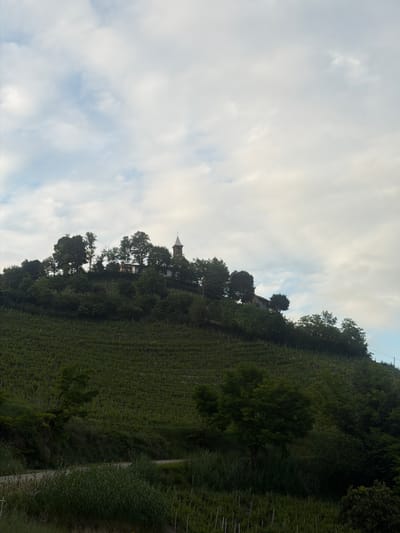 Captured at an upward angle, the image showcases a verdant hillside near Santo Stefano Belbo, Italy. The landscape is dominated by meticulously arranged rows of what appears to be vineyards, indicating the region's viticultural significance. The hillside's texture and pattern are strongly defined. At the crest of the hill, a structure, possibly a church, is perched, its spire visible among the trees. The sky is partly obscured by clouds, suggesting overcast conditions. A path or road, bordered by overgrown vegetation, is visible along the lower right edge. No individuals or animals are visible in the image.