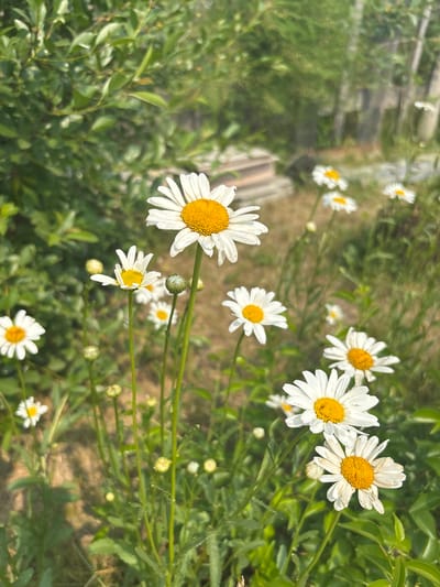 A field of daisies is in bloom, with several white-petaled flowers with yellow centers in the foreground. The daisies are on slender green stems. The background is blurred, showing more foliage and some wooden structures, suggesting an outdoor, natural setting, possibly in a park or garden. The overall impression is one of a sunny day with wildflowers. This scene is located in the city of Sosnovoborsk, Russia.