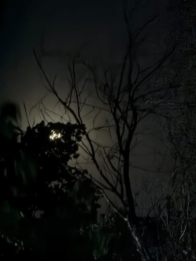 A nighttime scene in Chirchik, Uzbekistan, features a dense, dark foliage in the foreground on the left, obscuring much of the view. To the right, a spindly, bare tree branches reach upwards against a dimly lit, cloudy sky. A bright, glinting light, possibly the moon or a distant streetlight, pierces through the thick foliage of a cluster of plants, creating a halo effect. The overall atmosphere is dark and somewhat mysterious, with the contrast between the dense greenery and the sparse branches creating a sense of depth. The background on the far right appears textured and dark, adding to the overall somber mood. There are no people or discernable actions depicted.