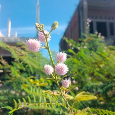 In Keutapang, Indonesia, a close-up shot focuses on a Mimosa pudica plant with delicate pink, spherical flowers and a green bud against a bright blue sky. A small, dark bee with yellow markings is actively engaged with one of the flowers, likely collecting nectar. The background is blurred, revealing hints of a reddish-brown building under construction and lush green foliage. The lighting suggests it is daytime, with sunlight illuminating the scene.