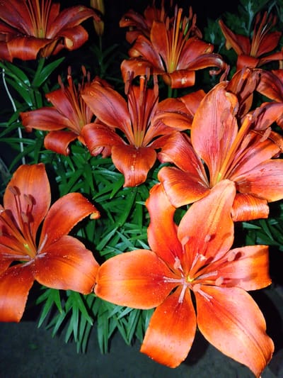 The image depicts a close-up, vertically oriented view of several vibrant orange lilies in bloom. The lilies are densely packed, with their petals unfurling and displaying intricate patterns and delicate water droplets. The background consists of lush, dark green foliage, creating a stark contrast that emphasizes the brilliance of the flowers. The lighting is dim, suggesting it might be dusk or nighttime, casting a slightly dramatic mood over the scene. The scene is set in San Martín de Porres, Peru, likely in a garden or floral arrangement, given the natural setting and the healthy state of the flowers. There are no people or animals present, and the focus is entirely on the botanical beauty of the lilies.