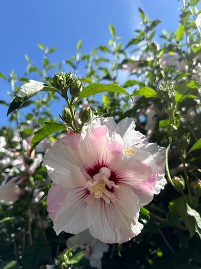 The image shows a close-up of a hibiscus flower blooming against a bright blue sky. The flower has large, white petals with pink accents radiating from the center. The center of the flower is yellow and appears to have pollen. Several green buds are visible on the stem of the flower, and other unfocused flowers and greenery are in the background. The lighting suggests it is daytime, likely during sunny weather. The image was taken in Issaquah, United States of America. There are no people or animals present in the scene.