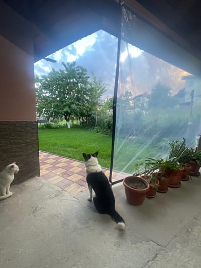 The image depicts an outdoor scene in Kornitsa, Bulgaria. A black and white border collie is standing on a patterned stone surface next to a line of potted plants. A white cat is sitting on the concrete surface below. The background shows a lawn and trees, visible through a transparent covering stretched overhead.