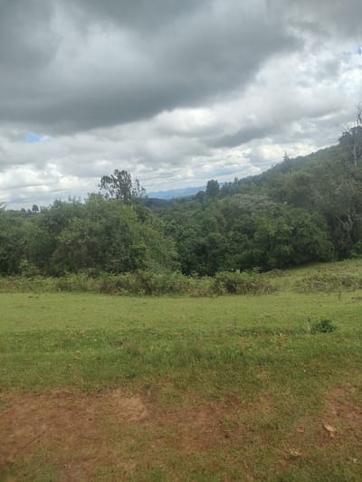The image depicts a landscape in the Municipality ward of Kenya. In the foreground, there is a patch of brown, bare earth transitioning to a field of green grass. Beyond the grass is a dense area of green trees and bushes, forming a midground. In the background, more trees and a hillside can be seen, topped by a cloudy, overcast sky with a small patch of blue. Distant mountains are barely visible between the trees. No people, explicit actions or interactions are apparent in the scene.