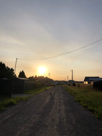 The image depicts a rural road in the village of Krasnaya Presnya, SNT, Russia, during sunset. The sun, a bright orb, hangs low in the sky, casting a warm, golden-orange glow. The sky transitions from a pale blue at the top to a hazy yellow near the horizon, with thin clouds scattered across it.
The road is unpaved, composed of gravel and dirt, and stretches into the distance, lined with houses and fences on either side. The houses appear to be small, rural dwellings, some with corrugated metal roofs. Tall, dark green trees, likely pines or firs, form a dense line behind some of the houses, silhouetted against the setting sun.
In the foreground, a small, reddish-brown dog is walking away from the camera down the center of the road. The dog is the only visible living creature. Electrical wires are strung across the scene, supported by wooden poles, suggesting the presence of electricity in the area. The overall atmosphere is serene and tranquil, characteristic of a peaceful evening in the countryside.