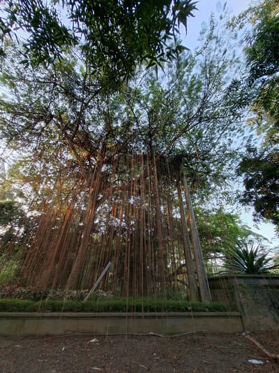 This is a low-angle, eye-level, medium shot of a strangler fig tree with aerial roots hanging down, situated in a park-like setting. The tree is located in Blahbatuh, Indonesia, as indicated by its characteristic strangler fig growth. The image captures a natural environment with dense foliage and a clear blue sky visible through the canopy. The ground in the foreground is covered with dirt and fallen leaves, suggesting an outdoor, undeveloped area. The presence of a stone wall in the background hints at manicured landscaping or the boundary of the park. The lighting suggests it is either early morning or late afternoon, with sunlight filtering through the leaves and casting warm hues on the hanging roots. No people or animals are present in the frame.