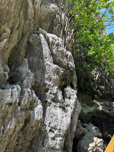 The image shows a close-up view of a rugged, light-gray limestone karst formation, typical of the coastline in Ao Nang, Thailand. The rocks are textured with sharp edges, crevices, and eroded surfaces, indicating significant weathering. Green foliage, consisting of trees with vibrant leaves and slender branches, grows from the cracks and crevices of the rock face, with some branches extending into the upper right portion of the frame. A bright blue sky is visible through the leaves. The lighting suggests a sunny day, with strong contrasts between illuminated and shadowed areas on the rock. A sliver of a wooden railing, likely part of a viewing platform or boat, is visible at the lower right edge of the image. The scene depicts a natural coastal environment characterized by limestone cliffs and lush vegetation.