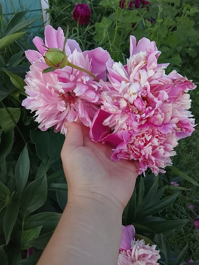 A human hand, light-skinned with visible stretch marks, gently holds two large, pink peonies in the foreground. One peony is a vibrant pink with a green bud, while the other is a softer pink with hints of white and some wilting petals. The peonies are surrounded by lush green foliage and a hint of a turquoise-painted wooden structure is visible in the upper left corner. In the background, a dark pink peony is in bloom amidst the greenery, and a faint shadow suggests an outdoor setting in the city of Kuyeda, Russia. The lighting indicates it is likely late afternoon or early evening.