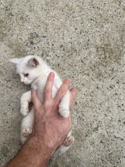 A young white kitten, being held by a person's hand, lies on a gray, textured concrete surface. The kitten's eyes are open and looking to the left. The hand, which appears to be from an adult male based on the hair, is supporting the kitten's body. The concrete surface has visible aggregate and appears to be outdoors, possibly in a courtyard or walkway in Subutli-Miatli, Russia. The lighting suggests it is daytime.
