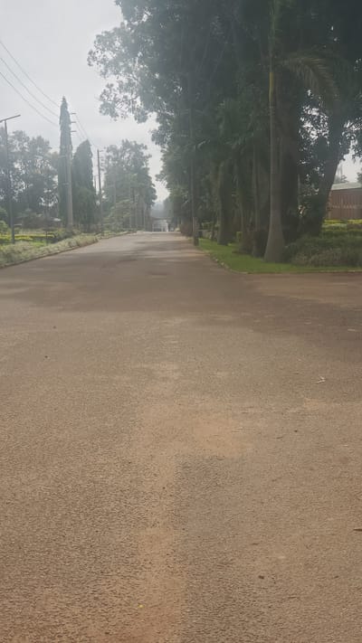The image depicts a paved road extending into the distance, lined with trees and vegetation on either side. The location is Vom, Nigeria, based on the provided context. The road surface is rough and appears somewhat worn. The trees are tall and dense, with some displaying palm-like fronds. The sky is overcast, giving the scene a muted, slightly hazy appearance. A vehicle can be seen distantly on the road. Power lines are visible.