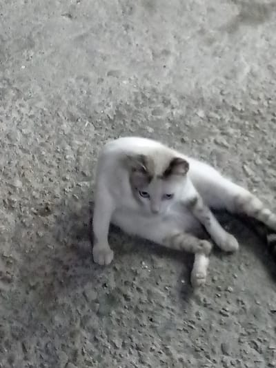 A light-colored cat is lying on a gray, textured surface. The cat is mostly white with some light brown markings on its head and legs. The location is El Dátil, Venezuela.