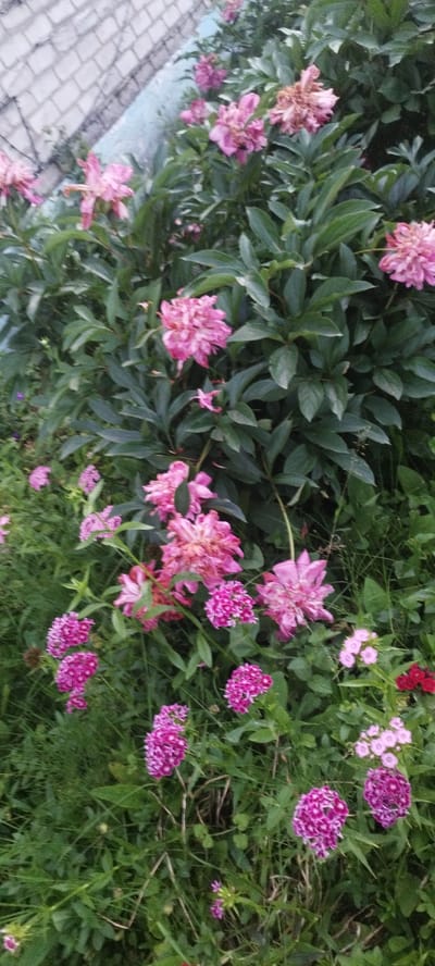 The image captures a close-up view of a garden with various pink and magenta flowers, likely in bloom during the warmer months. Prominently featured are large, ruffled pink peonies, some appearing slightly wilted, intermingled with smaller clusters of magenta flowers, possibly Dianthus. The foliage is dense and green, indicating a healthy garden setting. In the upper left corner, a portion of a light-colored brick wall is visible, suggesting the garden is situated near a building or a boundary. The ground is covered with green grass and smaller plants. No people or animals are present in the frame. The lighting suggests it is daytime, with a slightly overcast or diffused light. The specific location of Сінькоўскі сельскі Савет, Belarus, implies a rural or suburban setting within the Republic of Belarus.