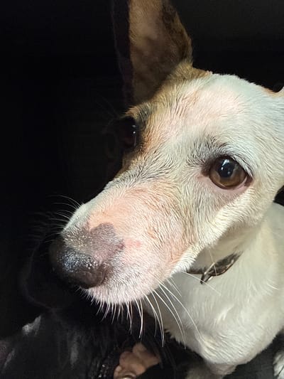 This is a close-up, eye-level shot of a dog's face, cropped to focus on its head and upper snout. The dog has white fur with brown markings on its ears and around its eyes. Its nose is black and moist, and prominent white whiskers extend from its snout. The dog's eyes are a warm brown color with a reflection visible in the pupils. A thin metal collar is visible around its neck. The background is predominantly black, with a hint of dark, possibly leather, material in the lower left corner. There is no discernible urban environment or any specific location within the city of Lysva, Russia.
