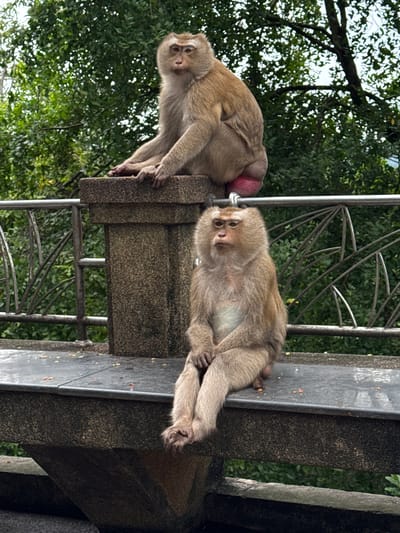 The image shows two monkeys in an outdoor, natural setting. The monkeys appear to be of the same species, with light brown fur and visible pink skin on their rear ends. One monkey is lying down on a stone ledge, its head resting on its paws, and it is looking directly at the camera with a calm expression. The other monkey is sitting up on the same ledge, slightly behind and to the left of the first monkey. It is facing away from the camera, with its tail curled around its body.
The monkeys are situated on a textured, granite-like ledge that appears to be part of a man-made structure, possibly a wall or railing, as indicated by the metal railing in the background. Behind the ledge, lush green foliage and trees are visible, suggesting a tropical or forested environment. The lighting suggests it is daytime, possibly overcast or in the shade of the trees.
There is no visible text in the image. The scene conveys a sense of tranquility, with the monkeys appearing relaxed in their natural habitat. The location context of Ratsada, Thailand, further supports the presence of such monkeys in a tropical environment.