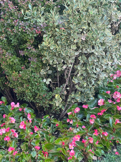 The image depicts a garden scene with a variety of plants, located in Iași, Romania. In the foreground, a dense bed of bright pink begonia flowers with lush green leaves is visible. Behind the begonias, two types of shrubs dominate the midground. On the left, a shrub with small, dense green leaves and some reddish-purple hues is present. To the right of this, a variegated shrub with oval-shaped leaves, edged in yellow and green, creates a contrasting texture and color. The background consists of more foliage and branches, with some areas appearing darker and less defined. The overall impression is of a well-maintained garden area, possibly a park or a private residence in the city of Iași. No people are visible in the image.