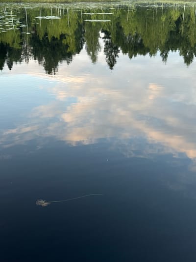 The image shows a reflection of trees and sky on the surface of dark water. The water has ripples, creating a distorted view of the reflections. In the lower part of the image, a single lily pad with a long stem is visible floating on the water. The overall scene appears to be a natural landscape, likely a lake or pond. There are no people or buildings visible in the image, and no specific details suggesting a location in Pchelka, Russia.