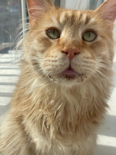 The media file is a close-up, portrait-style photograph of an orange tabby cat. The cat's head is tilted, with its green eyes looking directly at the camera. The cat's fur is a light orange color, and it appears to be somewhat ruffled. Its mouth is slightly open, revealing a pink tongue. There are some dark specks around the cat's mouth, possibly dirt or debris. The background is blurred and appears to be a bright, indoor setting with vertical lines suggesting blinds or a window. The lighting suggests it is daytime. The location context provided is Rozsoshentsi, Ukraine.
