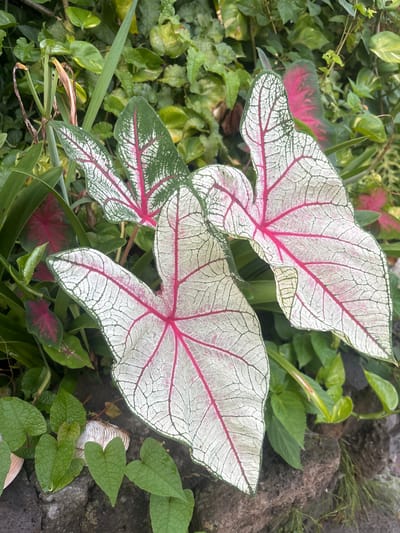 The image shows a close-up of several Caladium leaves with intricate white and green patterns and vibrant pink veins, set against a backdrop of lush green foliage. The leaves are large and heart-shaped, with some appearing slightly curled. Water droplets are visible on some of the leaf surfaces, suggesting recent watering or dew. In the lower left of the frame, smaller, heart-shaped green leaves are growing amongst dark rocks. A white, seashell-like object rests on the rocks. The overall scene depicts a garden environment, possibly in a humid climate. This image was taken at a garden in Cuernavaca, Mexico, a city known for its pleasant climate and abundant plant life.