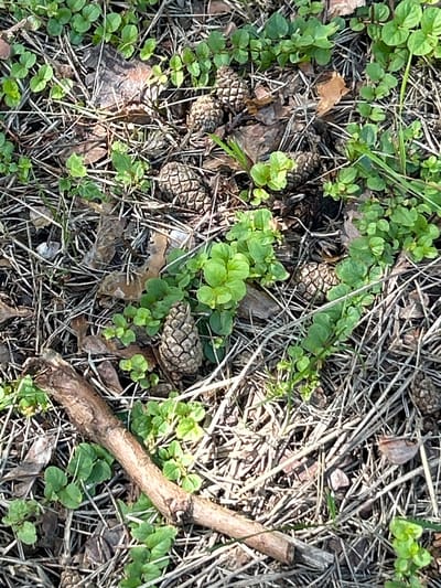 The image depicts a close-up, overhead view of the forest floor in Zelenograd, Russia. The ground is covered with dry pine needles, fallen leaves, and small, green plants with rounded leaves. Several pine cones are scattered amongst the debris. A thin, brown twig lies diagonally across the lower left portion of the frame. The lighting suggests it is daytime, with shadows indicating sunlight filtering through a canopy. There are no people or animals visible in the frame.