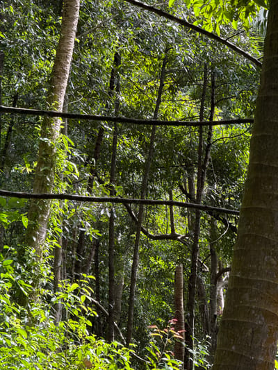 The image depicts a dense tropical forest in Moo 7, Thailand. The scene is dominated by trees, both standing and fallen, and a variety of green foliage. Several large, cylindrical tree trunks are visible, some covered in vegetation. Thinner branches and vines crisscross the scene, creating a layered effect. Two slender, dark-colored poles stand vertically in the foreground, framing the forest behind. The overall impression is one of lush, dense vegetation in a natural, somewhat wild environment.