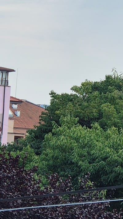 The image shows a view from a higher vantage point overlooking rooftops and lush green trees in Ravda, Bulgaria. On the left, a portion of a tall, pale pink building with a dark-capped top structure is visible, featuring windows. Adjacent to it, a section of a building with a reddish-brown tiled roof and white chimneys can be seen. Dominating the right and central portions of the image is a dense canopy of vibrant green trees. In the foreground, a dark foliage plant with deep red leaves is present, with what appear to be power lines crossing horizontally. The sky is overcast and pale.