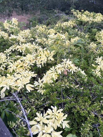 The image shows a close-up, eye-level view of dense shrubbery with variegated leaves, predominantly pale yellow and green, interspersed with darker green foliage. The vegetation appears to be outdoors, possibly in a garden or natural area. Several bare, greyish branches are visible amongst the leaves. The background is blurred and consists of more foliage and some hints of dry grasses. There are no people or animals visible in the image. The scene is well-lit, suggesting it was captured during daylight. The location is specified as Chelmsford, United Kingdom, implying this is an outdoor scene within that city. The overall impression is of a lush, overgrown planting.