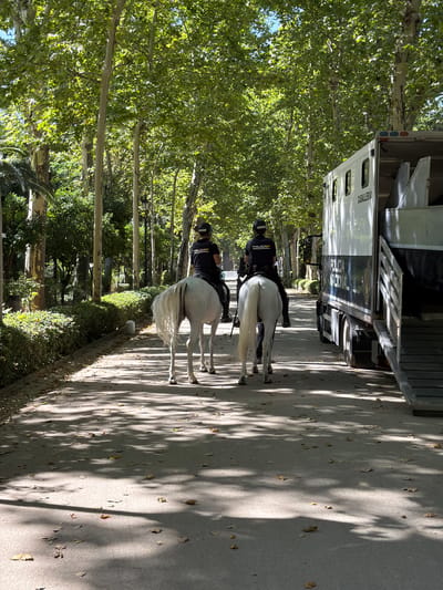 Two mounted police officers on white horses are standing next to a trailer. The trailer is large and white with a ramp in the back. The words "CABALLERIA" and part of "POLICIA NACIONAL" are visible on the side of the trailer, indicating it belongs to the Spanish National Police's cavalry unit. The officers are wearing dark uniforms with "POLICIA NACIONAL" printed on their vests, and helmets. The horses have white tails and manes.
The scene appears to be a tree-lined park or promenade. Sunlight filters through the leaves of tall trees, casting dappled shadows on the paved ground. Fallen leaves are scattered on the path. The image is oriented vertically, with the ground appearing on the right side of the frame. The time of day seems to be daytime, possibly late morning or early afternoon, given the bright sunlight and shadows. The weather appears to be pleasant and sunny. The location cues, such as the trees and architecture implied by the trailer, suggest an urban park setting in Seville, Spain, as indicated by the provided context. There are no strong emotional cues evident.