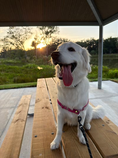 A white dog with a pink harness and black leash sits on a wooden picnic bench, panting with its tongue out. The dog is positioned in the foreground, facing the camera. Behind the dog, a body of water with lush green vegetation lines the shore. The background features trees silhouetted against a sunset sky with the sun partially obscured by branches. The scene is under a covered picnic shelter with a wooden roof and metal supports. The ground beneath the bench appears to be paved concrete. The location is identified as Tampa, United States of America.