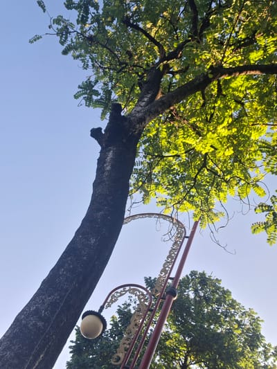 The image is a low-angle shot looking up at a large tree with green foliage against a clear blue sky. In the foreground, a dark, textured tree trunk dominates the left side of the frame. To the right of the trunk, a decorative lamppost with ornate golden scrollwork and a red pole is visible. The lamppost has a spherical light fixture hanging from it. The leaves of the tree are illuminated by sunlight, creating a bright, dappled effect. The overall scene suggests an outdoor environment, possibly a park or a street in Gianyar, Indonesia, given the context. There are no people or animals visible in the image.