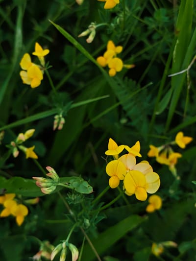 A close-up, overhead shot captures a patch of small, yellow wildflowers interspersed with lush green foliage. The flowers, delicate and star-shaped, exhibit vibrant yellow petals, some tinged with hints of orange at their centers. They are clustered in small groups on thin stems, reaching upwards. The surrounding leaves are a deep, verdant green, varying in shape and size, creating a soft-focus backdrop. The scene is set outdoors, likely in a natural or semi-natural environment. There are no people or animals present in the image, and no identifiable structures or man-made objects. The lighting appears to be natural, possibly overcast, as there are no harsh shadows. The image was taken in Parkhomivka, Ukraine.