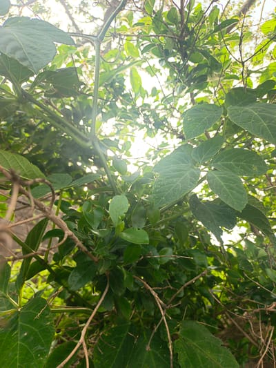 This media file is a close-up, low-angle shot of lush green foliage and branches of a tree or large plant. The focus is on the intricate details of the leaves and stems, some of which are thick and green, while others are thin and brown and appear dead or dormant. The leaves vary in size and shape, with some being large and broad with visible veins, while others are smaller and more oval. The overall impression is one of dense, overgrown vegetation.

The scene is illuminated by bright sunlight filtering through the leaves from above, creating a dappled light effect and lens flare in some areas. This suggests it is daytime, likely morning or afternoon given the intensity of the light. The presence of green leaves indicates it is either a warm season or a tropical environment where vegetation is evergreen.

There are no people or distinct objects visible, making the subject purely botanical. The setting appears to be outdoors, possibly a garden, forest, or natural area with abundant plant life. The background is blurred, with hints of lighter green and possibly other plants or the sky. There are no visible landmarks or text that would provide more specific location cues, beyond the general context of Du, Nigeria. The overall mood conveyed is one of natural abundance and the intricate beauty of plant life.