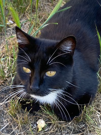 A black cat with yellow eyes and white whiskers is lying in dry grass and green stalks of wheat. The cat has a white patch of fur on its chest. The scene appears to be in a rural or outdoor setting, possibly in Kushchovskaya, Russia. The lighting suggests it is daytime.